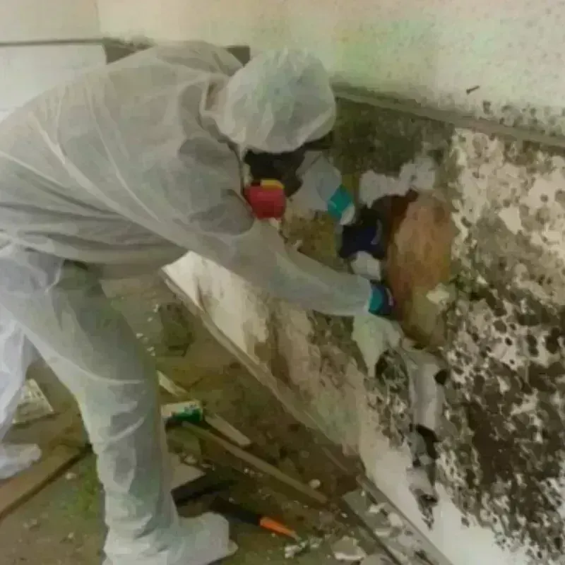 Mold Remediation and Removal in White Sulphur Springs, MT